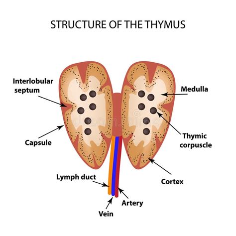 tymud|Thymus .